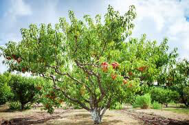 Peach Prunus persica &#39;Elberta&#39;