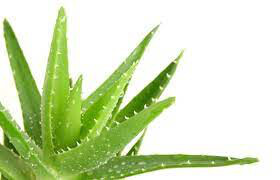 Aloe 4.5&quot;