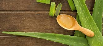 Aloe 4.5"