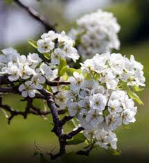 Pyrus communis &#39;Red Bartlett&#39;