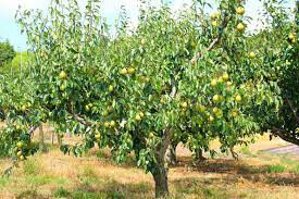 Pear Pyrus communis 'Bosc'