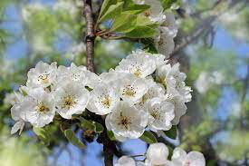 Pyrus communis &#39;Moonglow&#39;