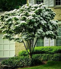 dogwood Cornus kousa &#39;Wolf Eyes&#39; 7 gal