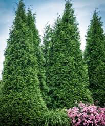 Juniperus communis &#39;Gnom&#39; #5