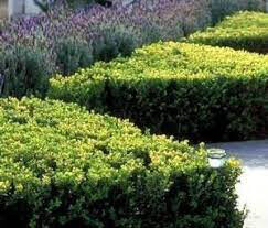 boxwood Buxus Micro. &#39;Winter Gem&#39; 5 gal