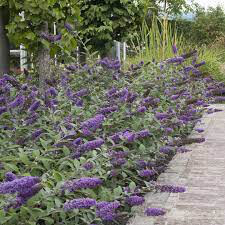 Buddleia &#39;Lo &amp; Behold Blue Chirp Jr.&#39; 2 gal