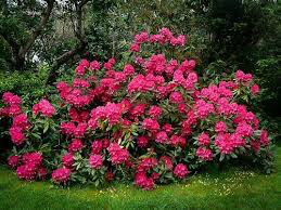 Rhododendron &#39;Nova Zembla&#39; - 5 Gallon