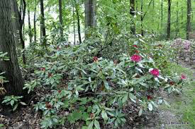 Rhododendron &#39;Nova Zembla&#39; - 5 Gallon