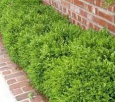 boxwood Buxus Micro. &#39;Winter Gem&#39; 5 gal