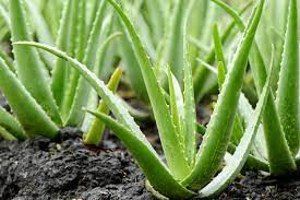 Aloe 4.5&quot;