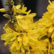 Forsythia Show Off 2 gal.