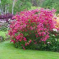 Rhododendron 'Nova Zembla' #3