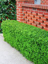boxwood Buxus Micro. &#39;Winter Gem&#39; 5 gal