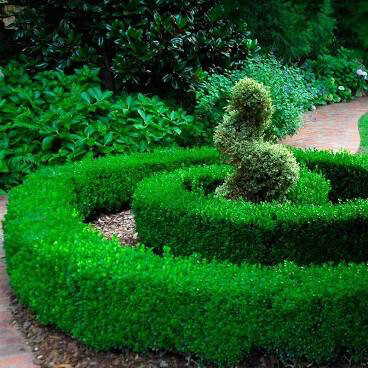 boxwood Buxus x &#39;Green Velvet&#39; 3 gal