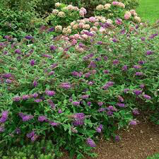 Buddleia &#39;Lo &amp; Behold Blue Chirp Jr.&#39; 2 gal