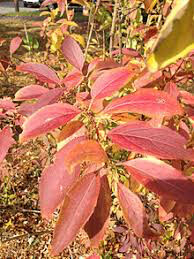 Forsythia Show Off 2 gal.