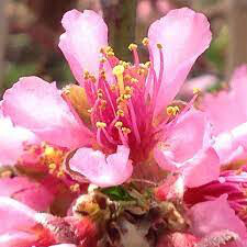 Prunus persica &#39;Canadian Harmony&#39; peach