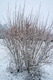 Forsythia Show Off 2 gal.