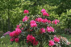 Rhododendron &#39;Nova Zembla&#39; #3