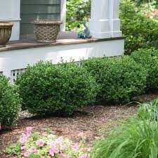 boxwood Buxus Micro. &#39;Winter Gem&#39; 5 gal