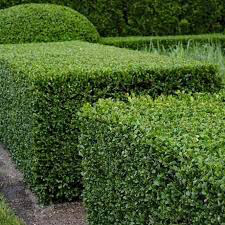 boxwood Buxus x 'Green Velvet' 3 gal