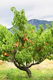 Prunus persica 'Canadian Harmony' peach