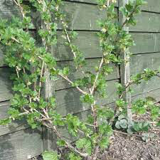 Gooseberry Ribes Hinnomaki Red 3 gal.