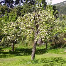 Pear Pyrus communis 'Bartlett'