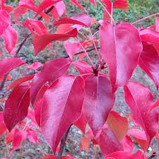 Pear Pyrus communis &#39;Bosc&#39;