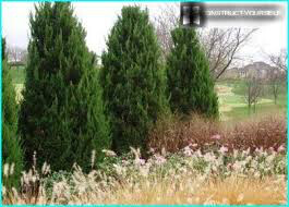 Juniperus communis &#39;Gnom&#39; #5