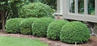 boxwood Buxus x &#39;Green Velvet&#39; 3 gal