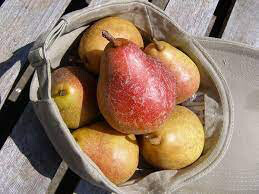 Pyrus communis &#39;Moonglow&#39;