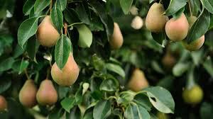 Pyrus communis &#39;Moonglow&#39;