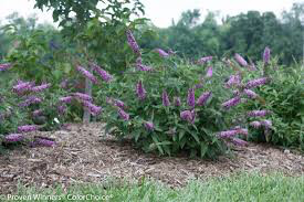 Buddleia &#39;Lo &amp; Behold Blue Chirp Jr.&#39; 2 gal