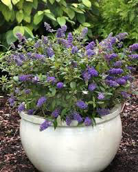 Buddleia &#39;Lo &amp; Behold Blue Chirp Jr.&#39; 2 gal