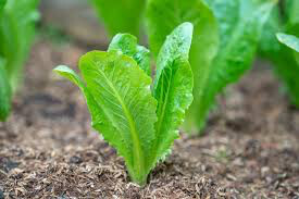 Lettuce Romaine Organic 6-pack 