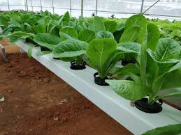 Lettuce Romaine Organic 6-pack 
