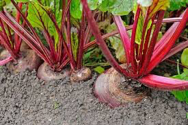 Beet red ace 4&quot;