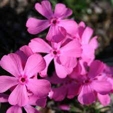 Phlox Drummonds Pink 1 gal.