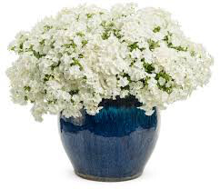 Phlox White Delight 1 gal.