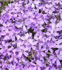 Phlox &quot;Purple Beauty&quot; #1