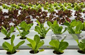 Lettuce endless summer 4.5&quot;