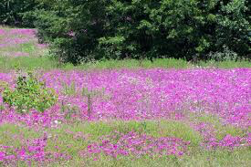 Phlox Drummonds Pink 1 gal.