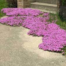 Phlox Drummonds Pink 1 gal.