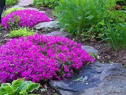 Phlox Drummonds Pink 1 gal.