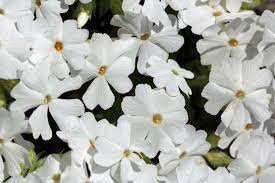 Phlox White Delight 1 gal.