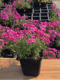 Phlox &quot;Scarlet Flame&quot; #1