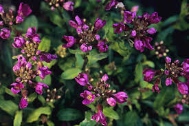 Rock Cress Arabis spring charm 1 gal.