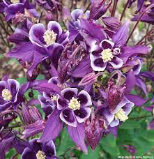 Columbine aquilegia winky purple and white 1 gal.