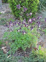 Columbine aquilegia winky purple and white 1 gal.